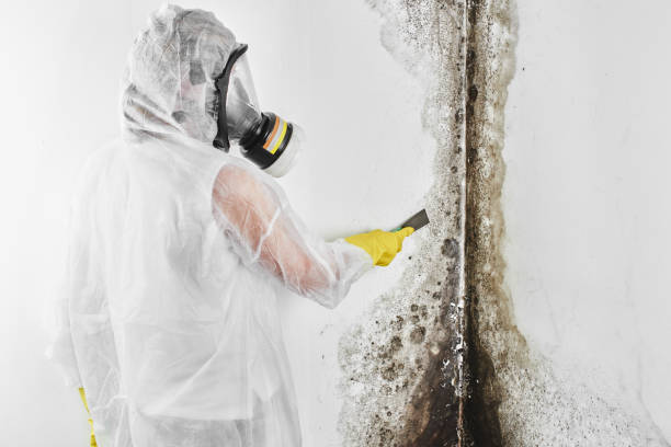 Best Kitchen Mold Remediation in Greenfield, WI
