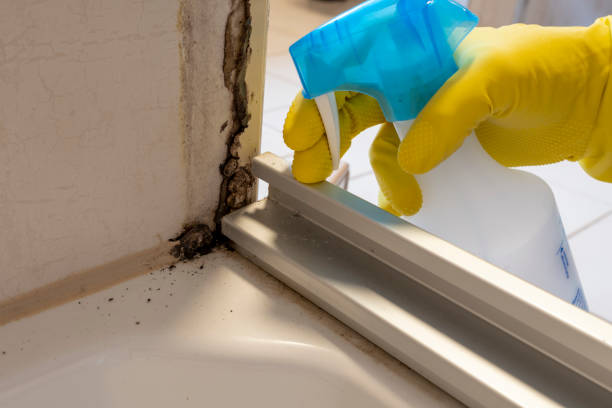 Best Post-Flood Mold Remediation in Greenfield, WI