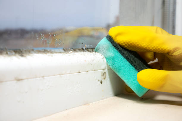 Best Health and Safety Mold Remediation in Greenfield, WI