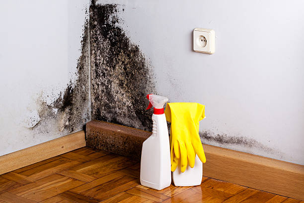 Best Insurance-Related Mold Remediation in Greenfield, WI