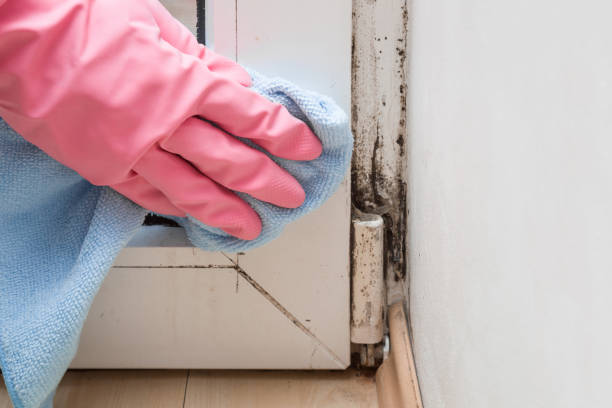 Best White Mold Remediation in Greenfield, WI